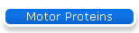 Motor Proteins