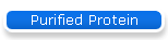 Purified Protein